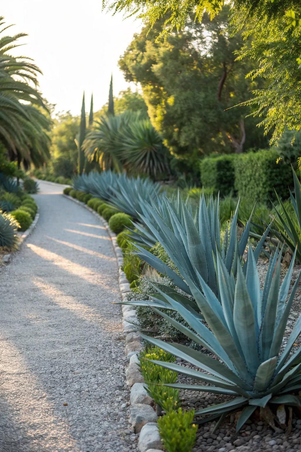 Agave